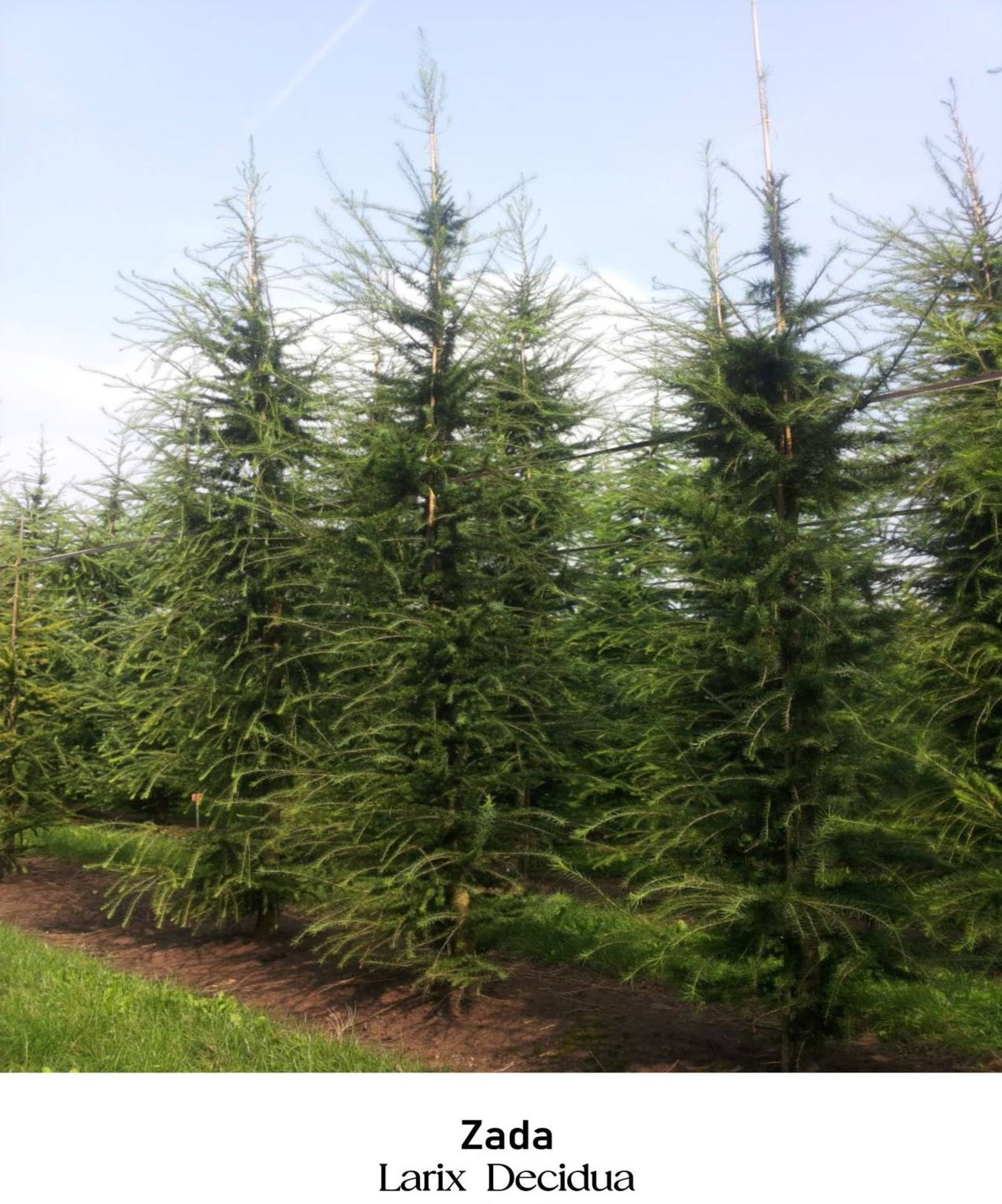 magazin zada servicii publice iasi